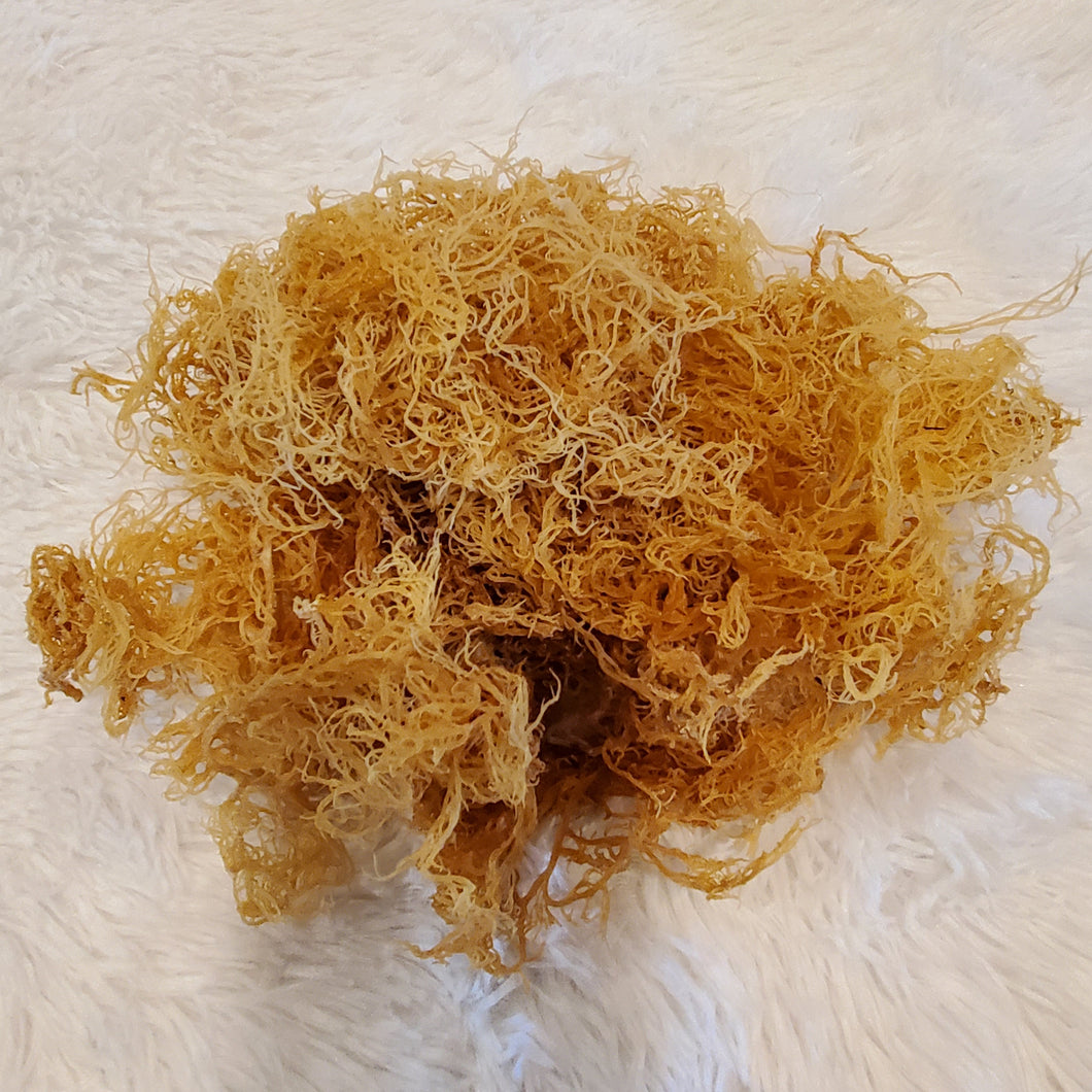 Gold Organic Raw Sea Moss